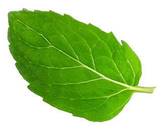 leaf 3