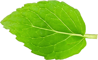 leaf 4