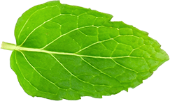 leaf 5